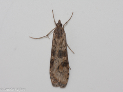 Nomophila noctuella