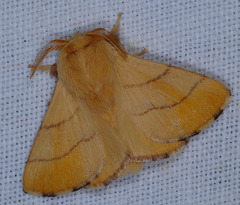 Malacosoma neustria