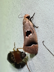 Acanthodela erythrosema