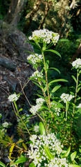 Platysace lanceolata