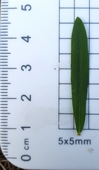 Platysace lanceolata
