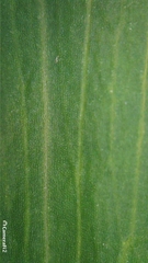 Platysace lanceolata