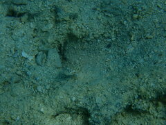 Ctenogobiops feroculus