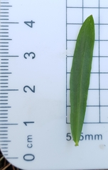 Platysace lanceolata