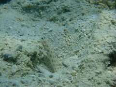 Ctenogobiops feroculus