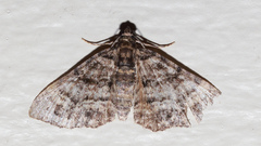 Eucymatoge peplodes