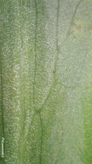 Platysace lanceolata