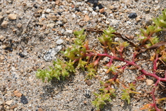 Salsola komarovii