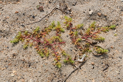 Salsola komarovii