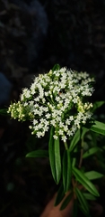 Platysace lanceolata