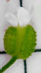 Platysace lanceolata