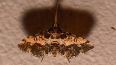 Nacoleia amphicedalis