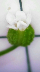 Platysace lanceolata