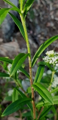 Platysace lanceolata