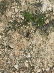 Lycosoides coarctata