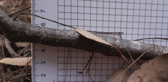 Platysace lanceolata