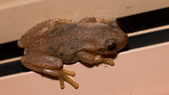 Litoria balatus