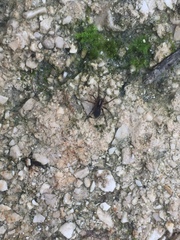 Lycosoides coarctata