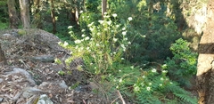 Platysace lanceolata