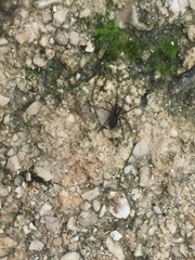 Lycosoides coarctata
