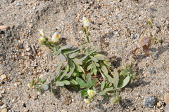 Linaria japonica