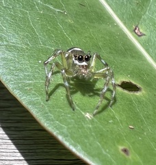 Salticidae