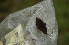 Nisoniades macarius