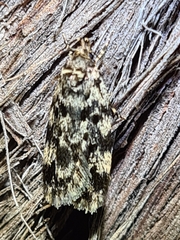 Barea codrella