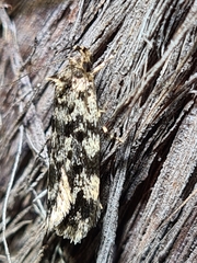 Barea codrella