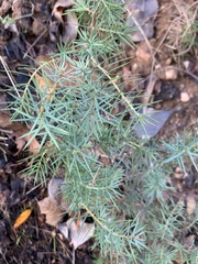 Juniperus oxycedrus