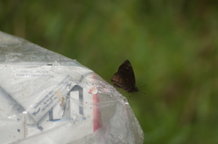 Nisoniades macarius