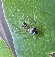 Salticidae