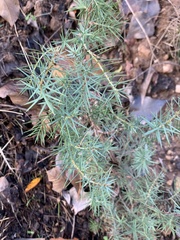 Juniperus oxycedrus
