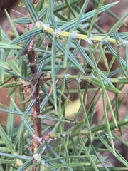 Juniperus oxycedrus