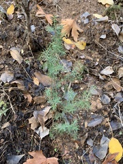 Juniperus oxycedrus