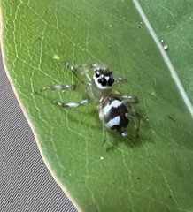 Salticidae