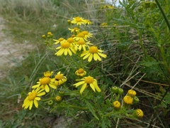Senecio squalidus