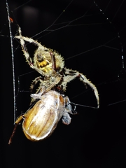 Cyclocephala signaticollis