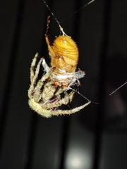 Cyclocephala signaticollis