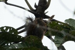 Sciurus granatensis