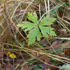 Trollius europaeus