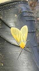 Pseudischnocampa nervosa