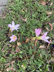 Zephyranthes carinata