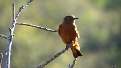 Hirundinea ferruginea
