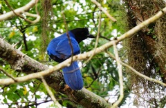 Cyanocorax caeruleus