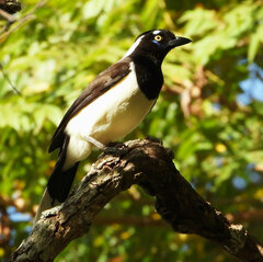 Cyanocorax cyanopogon