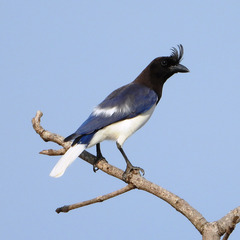 Cyanocorax cristatellus