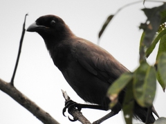 Cyanocorax cyanomelas