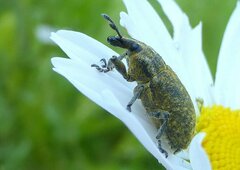 Cyphocleonus trisulcatus