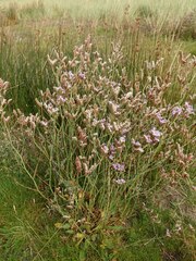 Limonium procerum